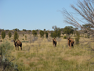 Day 8 – June 4th Camels in the Outback