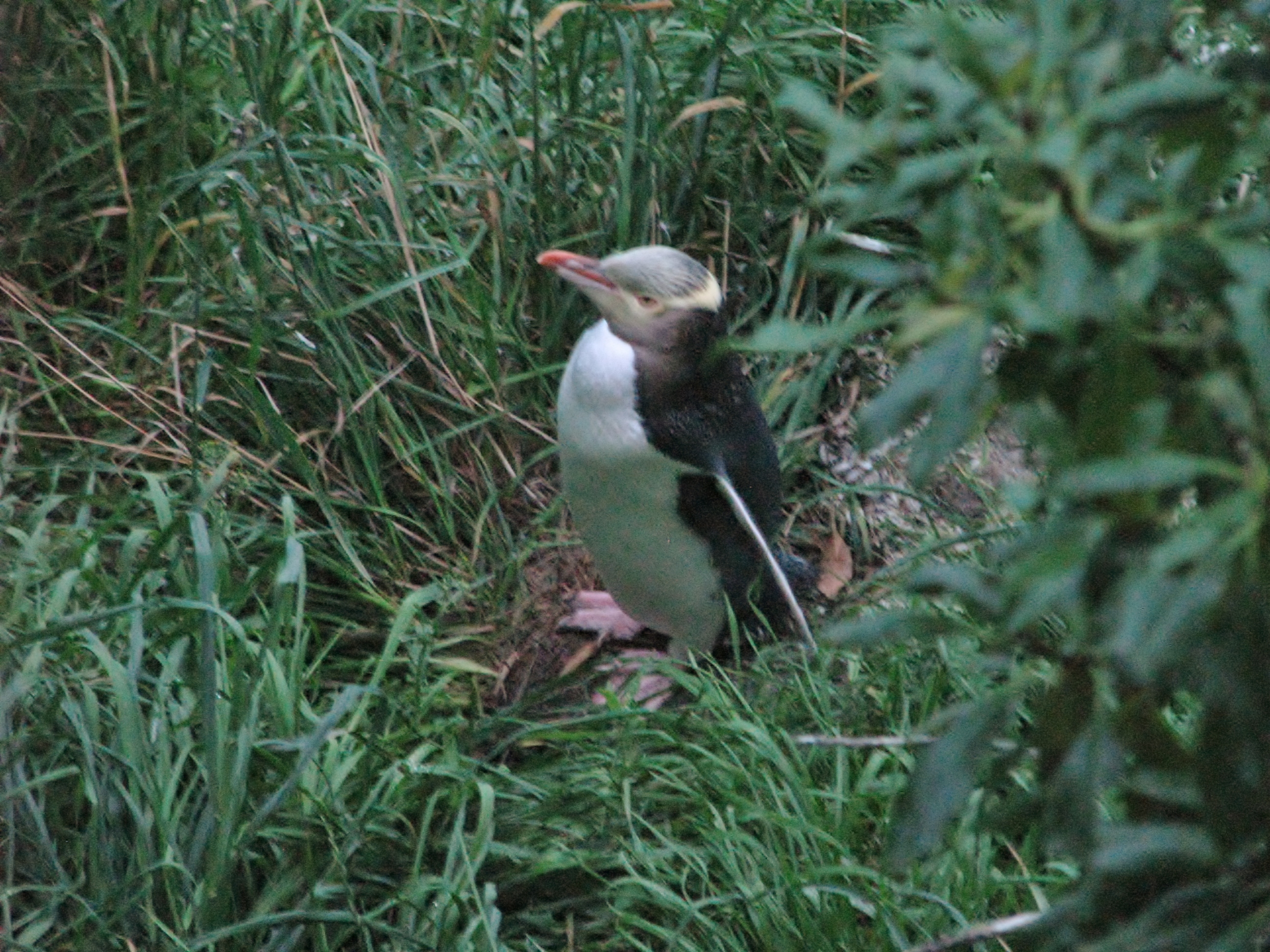 Day 6 – April 13th Rare Yellow Eyed Penguins