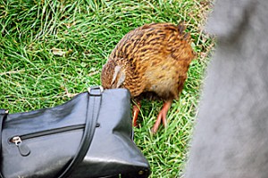 Day 15 – April 22nd Weka Bird Thief!