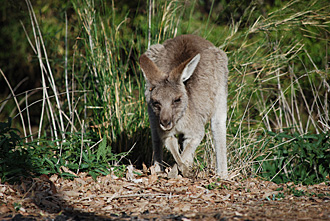 Day 45 – May 22nd Warrumbungle National Park