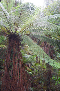 April 13-Emerald Green New Zealand