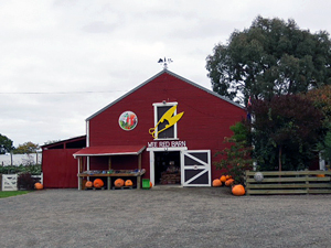 Fall Farm Market Shopping in New Zealand