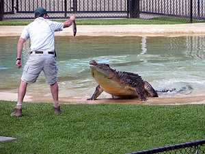 RVers Travel to Australia Zoo