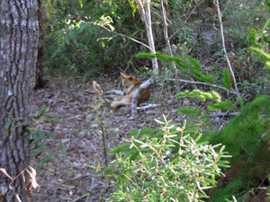 Day 37-Fraser Island RV Adventure